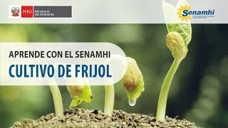 Aprende con el SENAMHI  Cultivo de Frijol [upl. by Nilak]