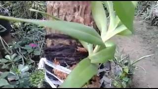 Mounting Orchid on the wood  Aerides odorata var Alba  How to mount orchid [upl. by Nylrebma724]