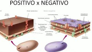 Aula 03 Microbiologia  Bactérias 2 [upl. by Smaj609]