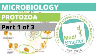 Protozoa  Microbiology  USMLE STEP 1  Part 1 of 3 [upl. by Egiedan624]