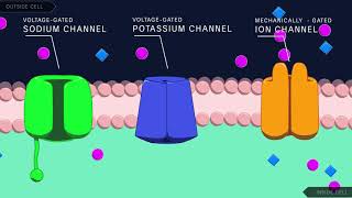 Free Range Chemistry 31  Potassium and Water [upl. by Iddet]