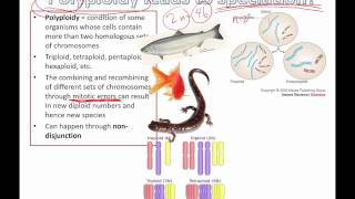 Polyploidy leads to speciation IB Biology [upl. by Lucine77]