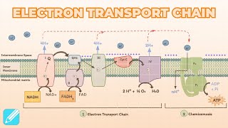 Electron Transport Chain Oxidative Phosphorylation  Metabolism [upl. by Madea220]