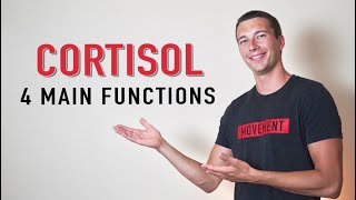 What does Cortisol Do  4 Functions of Cortisol Hormone [upl. by Lodge]