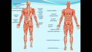SISTEMUL MUSCULAR PROPRIETATI MUSCHI  Lectii de biologie clasa a VIIa [upl. by Frulla588]