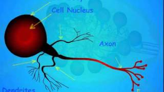 3 Insect Nervous System [upl. by Notaek]