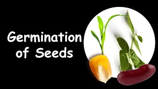 Germination with explanations [upl. by Anne-Corinne]