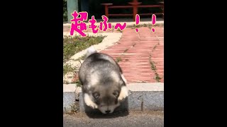 【癒し】アラスカンマラミュート の 子犬 が ふわふわ モフモフ で かわいすぎる！ [upl. by Einallem]