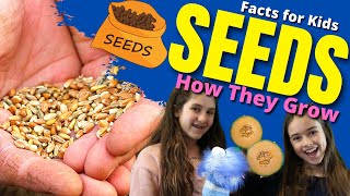 How do SEEDS Grow Seed Germination For Kids  Facts For Kids [upl. by Vashti]