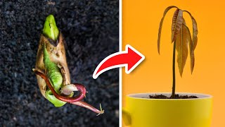 5 TRUCOS Para GERMINAR MANGOS Super RÁPIDO 🥭 [upl. by Gerdi]