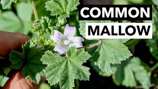 Wild Edibles with Sergei Boutenko Common Mallow–Malva Parviflora is a Relative of Okra [upl. by Rozalin882]