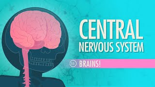 Central Nervous System Crash Course Anatomy amp Physiology 11 [upl. by Anuqahs]