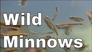 MINNOWS How much did you know [upl. by Amiel605]