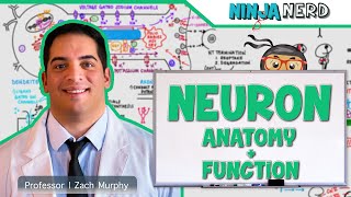 Neurology  Neuron Anatomy amp Function [upl. by Ahcirt]