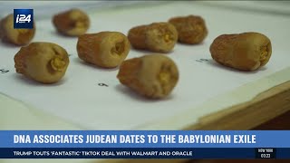 Israeli Scientists Have Revived Ancient Judean Dates From Extinction [upl. by Ahsiadal]