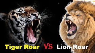 Tiger Roar VS Lion Roar  Tiger Roar VS Lion Roar Which is The Best [upl. by Dehnel]