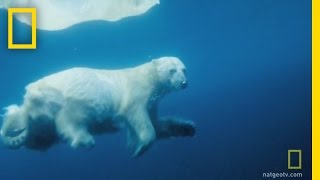 Underwater Polar Bear  National Geographic [upl. by Grier]