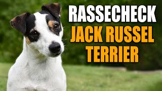 Jack Russell Terrier  Parson Russell Terrier Rassecheck  Rasseportrait Rassebeschreibung [upl. by Joela]