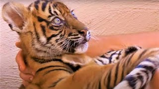 Best Tiger Cub Moments Part 2  BBC Earth [upl. by Yentrac87]