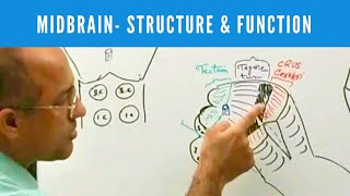 Midbrain  Structure and Function  Neuroanatomy [upl. by Nyvlem117]