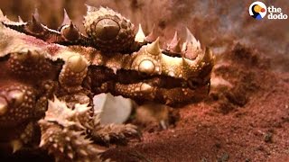 This Thorny Devil Drinks Water Through His Feet [upl. by Amadis]