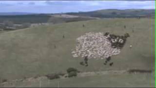 Extreme Sheep Herding  With Lights [upl. by Anoi]