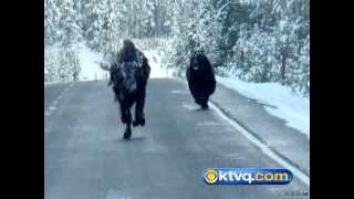 Wild Photos Capture Grizzly Chasing Bison in Yellowstone National Park  BEAR VS BISON [upl. by Merriott]