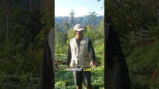 Kebun Yang Tidak Ditanami Arachis Pintoi [upl. by Kurr]