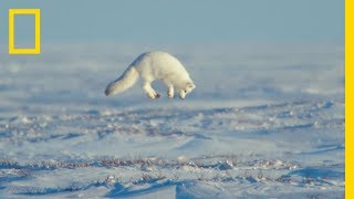 The Unsung Heroes of the Arctic  Ep 3  Wildlife The Big Freeze [upl. by Allin]