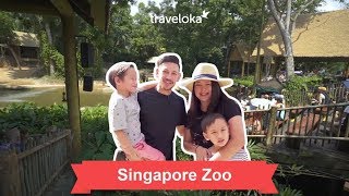 Singapore Zoo Tour  Travel Guide [upl. by Vange]