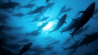 Tracking Bluefin Tuna  A Perfect Planet  BBC Earth [upl. by Gwyn]