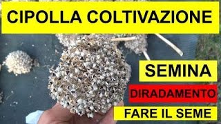 LA COLTIVAZIONE DELLA CIPOLLA Orticoltura sostenibile 40 [upl. by Bea]