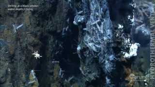 Hydrothermal vents in the deep sea [upl. by Ainalem]