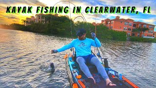 Kayak Fishing In Clearwater Florida Multi Species [upl. by Nnylaj325]