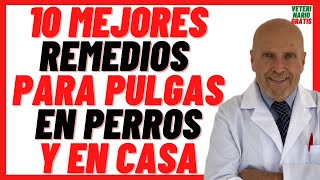 🔴 10 MEJORES Remedios Caseros para Quitar PULGAS en PERROS 🔴Repelentes Naturales 100 Efectivos [upl. by Helban]