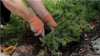 Garden Tips  How to Transplant Phlox Flowers [upl. by Reamonn]