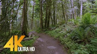 4K Virtual Forest Walk  5 Hours Walking in the Woods Grand Ridge Trail Issaquah WA [upl. by Negris]