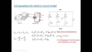 PHYS 410 The HodgkinHuxley model [upl. by Watkin]