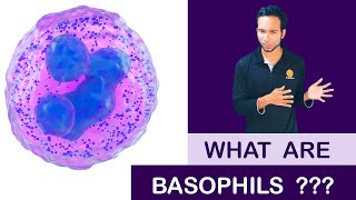 What are Basophils   Clear explain [upl. by Einahpit]