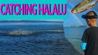 HOW to Catch Halalu SMALL AKULE  FISHING at ALA MOANA  Hawaii Fishing [upl. by Nairod17]