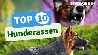 Top 10 Hunderassen [upl. by Qirat]