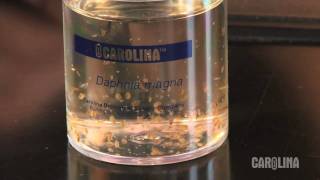 How to Care for Daphnia [upl. by Oirramaj]