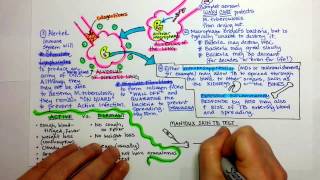 Tuberculosis Pathogenesis [upl. by Airehtfele]