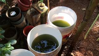 How to grow Green Water Algae [upl. by Alben]