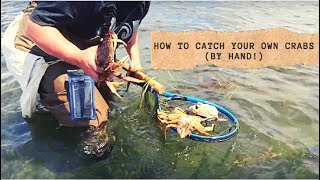 How to Find and Catch Dungeness Crabs by Hand [upl. by Alden]