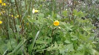 Wood poppy vs greater celandine identification [upl. by Karolyn315]