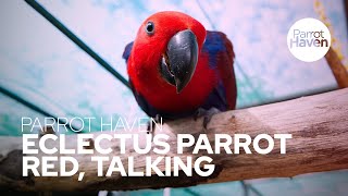 Talking Eclectus Parrot [upl. by Zed]