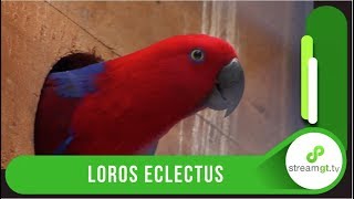 Loros Eclectus [upl. by Lad63]