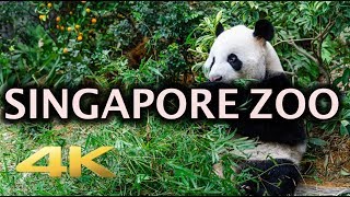 Singapore Zoo Animals Tour 4K [upl. by Ardnajela]