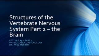 The Vertebrate Nervous System Part 2 The Brain [upl. by Haile194]